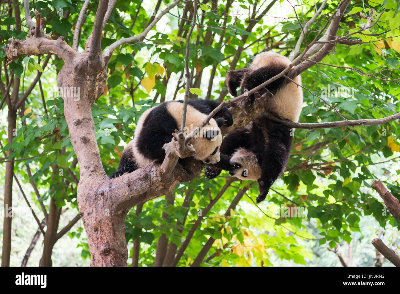 Two panda cubs playing in a tree Stock Photo - Alamy