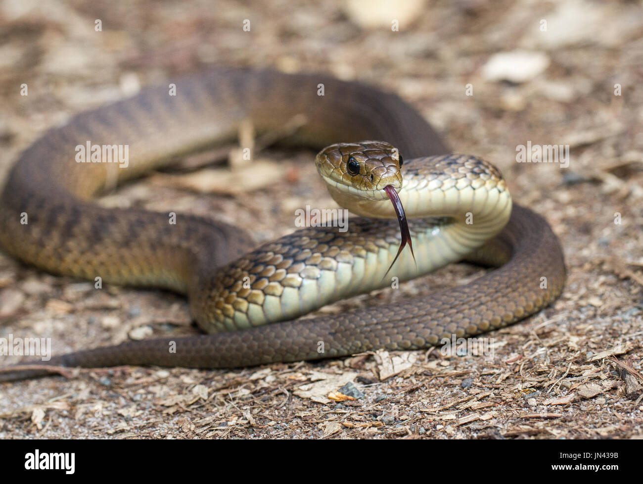 Rough-scaled Snake Stock Photo