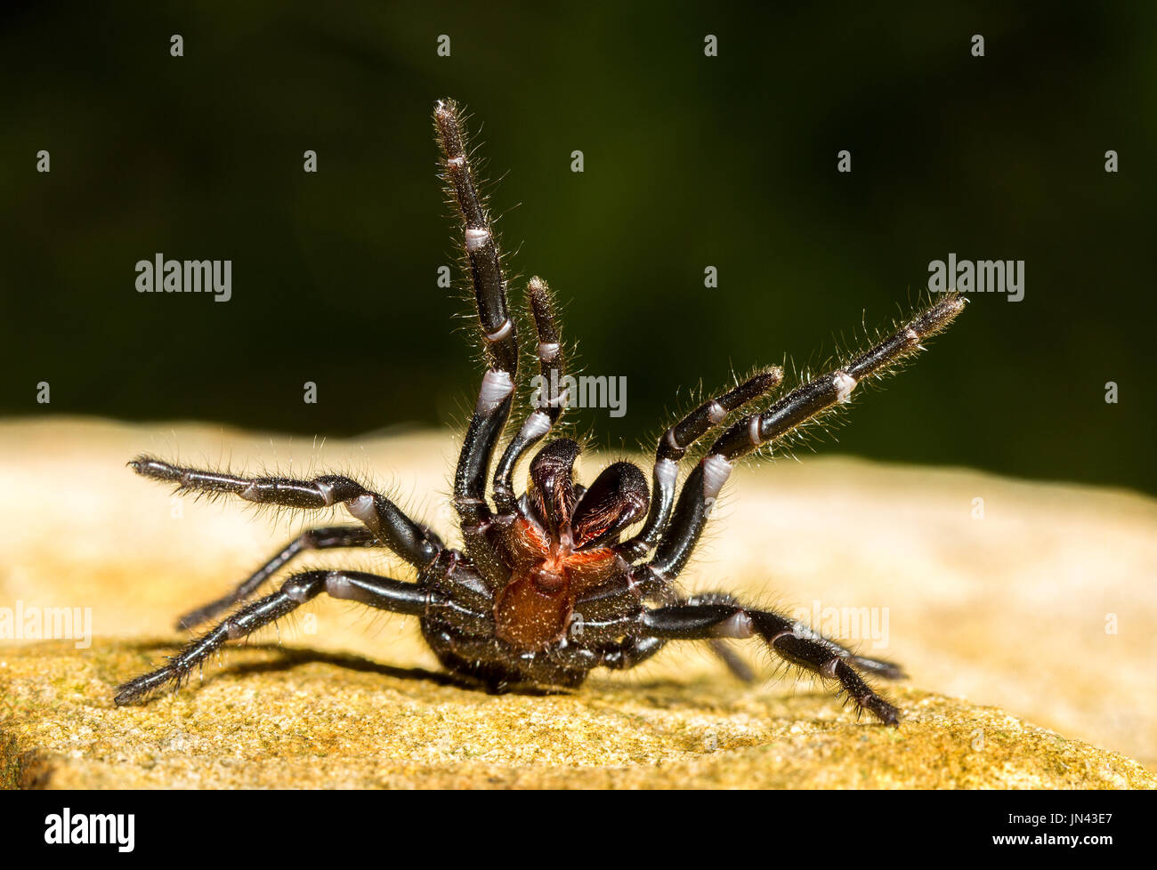Sydney Funnel Web spider Stock Photo Alamy