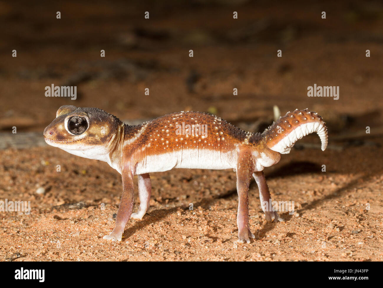 Smooth Knob-tailed Gecko Stock Photo