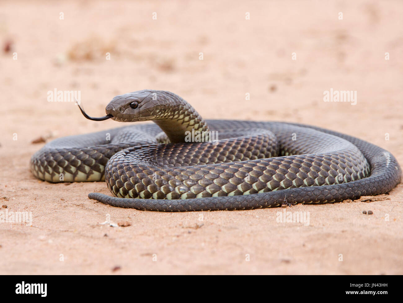 Mulga or King Brown Snake Stock Photo