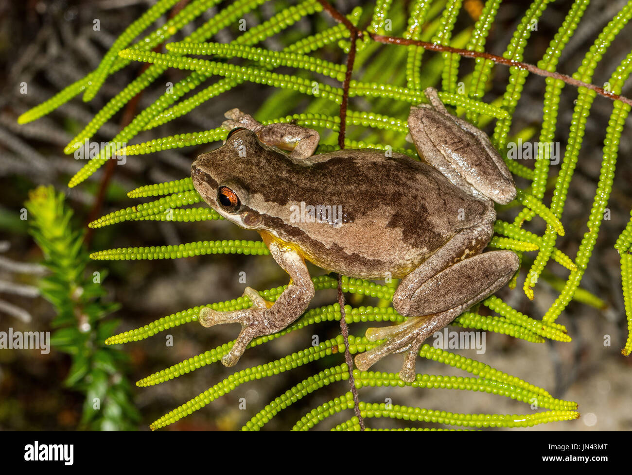 Screaming Tree Frog Stock Photo Alamy
