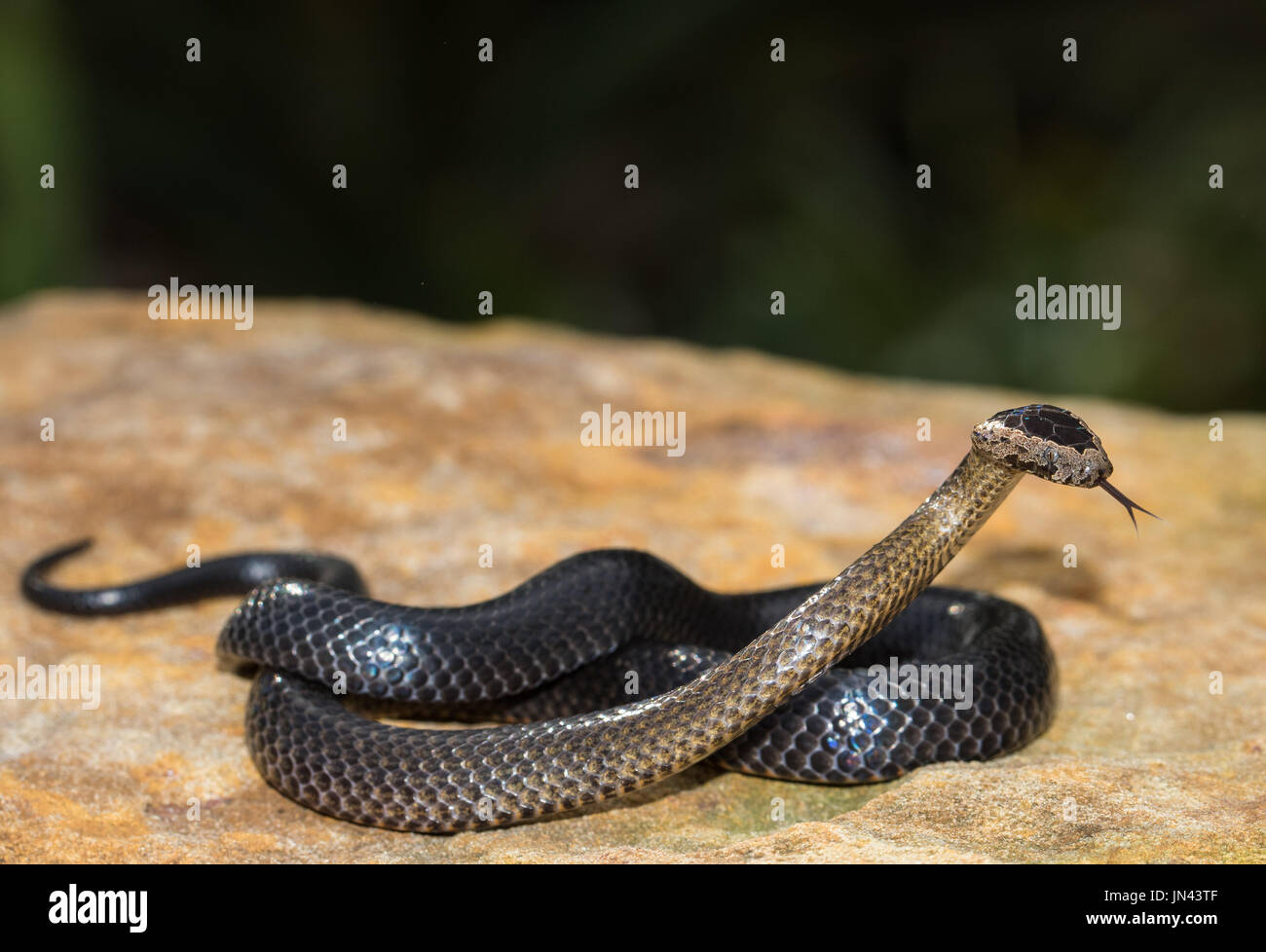 Golden crown snake hires stock photography and images Alamy