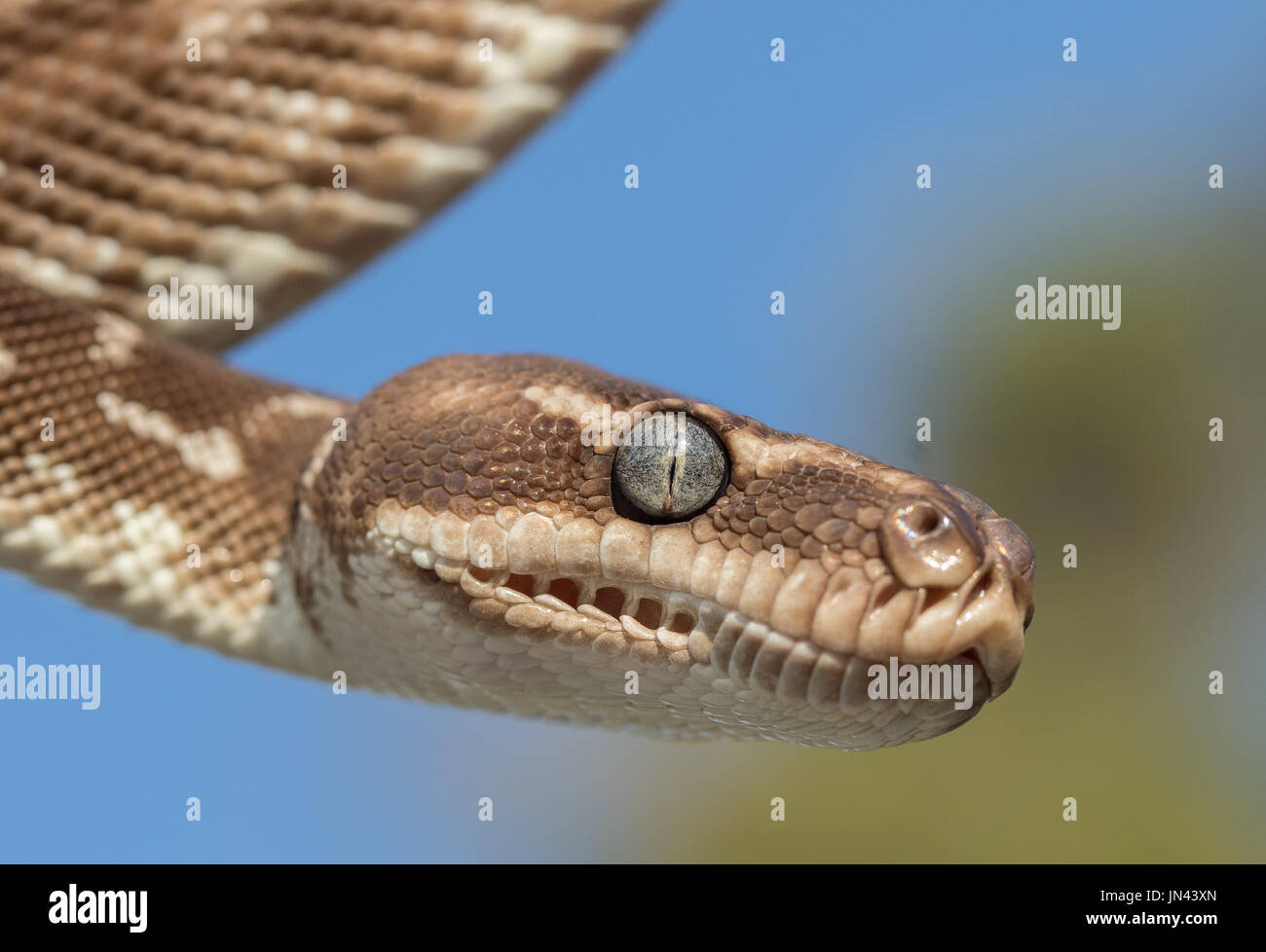 Rough scaled python hi-res stock photography and images - Alamy