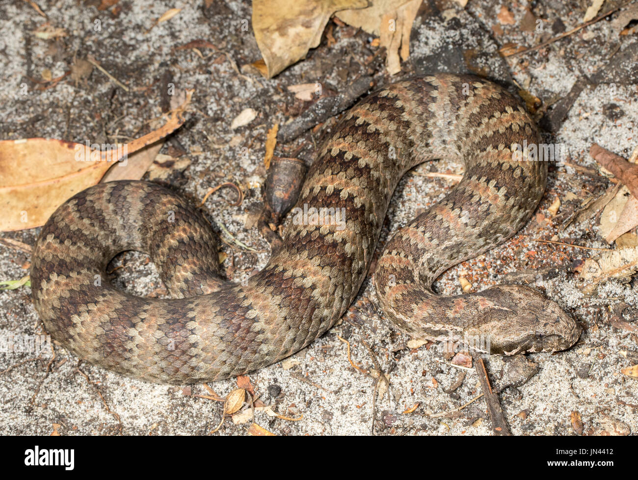 Common death adder australia hi-res stock photography and images - Alamy