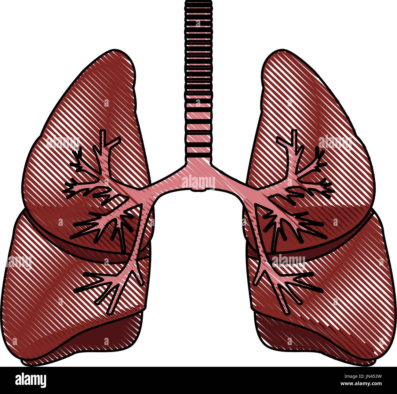 human lungs anatomy medical science internal organ trachea Stock Vector ...