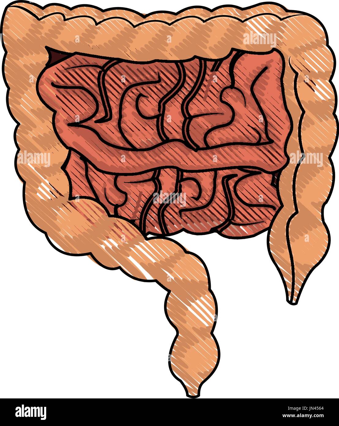 human man body anatomy intestines Stock Vector Image & Art - Alamy