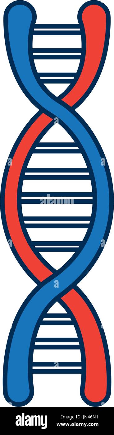 dna molecule structure science genetic structure Stock Vector Image ...
