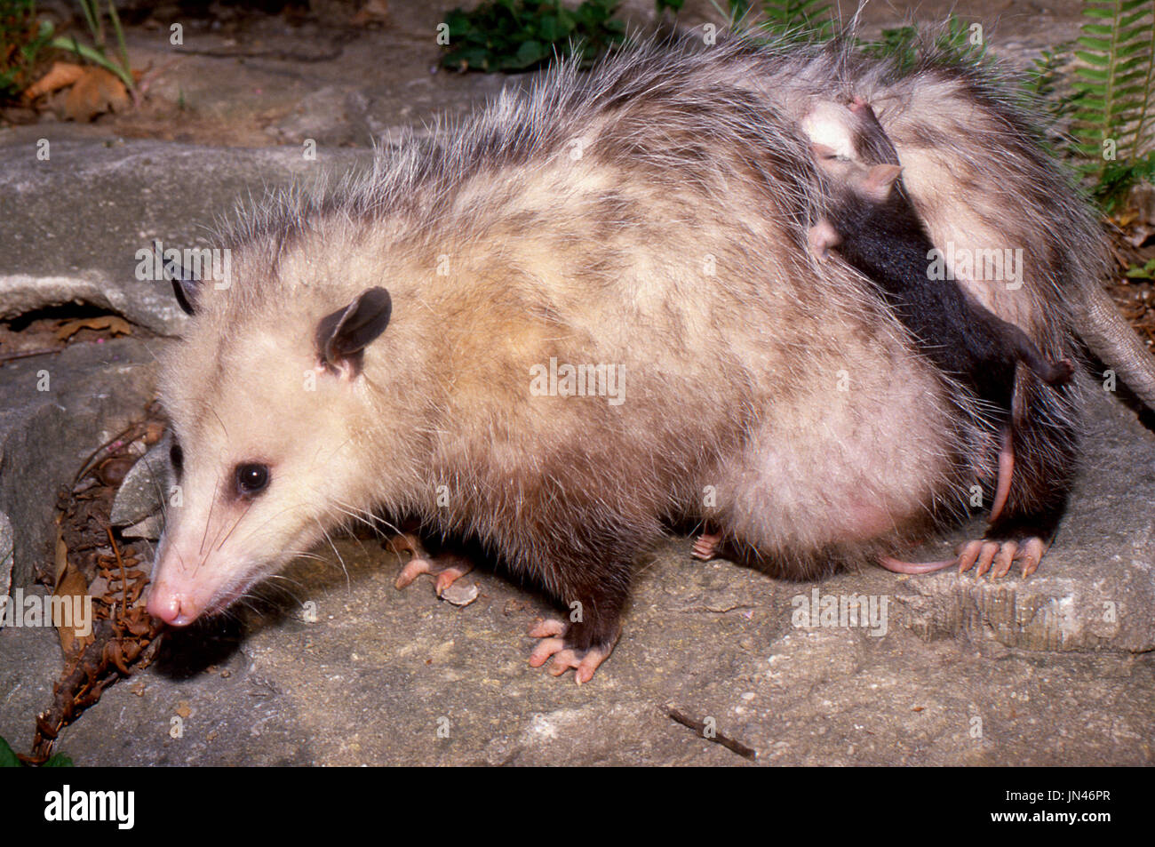 Possum (Didelphimorphia) mother with babies clinging to her back, Missouri, USA Stock Photo