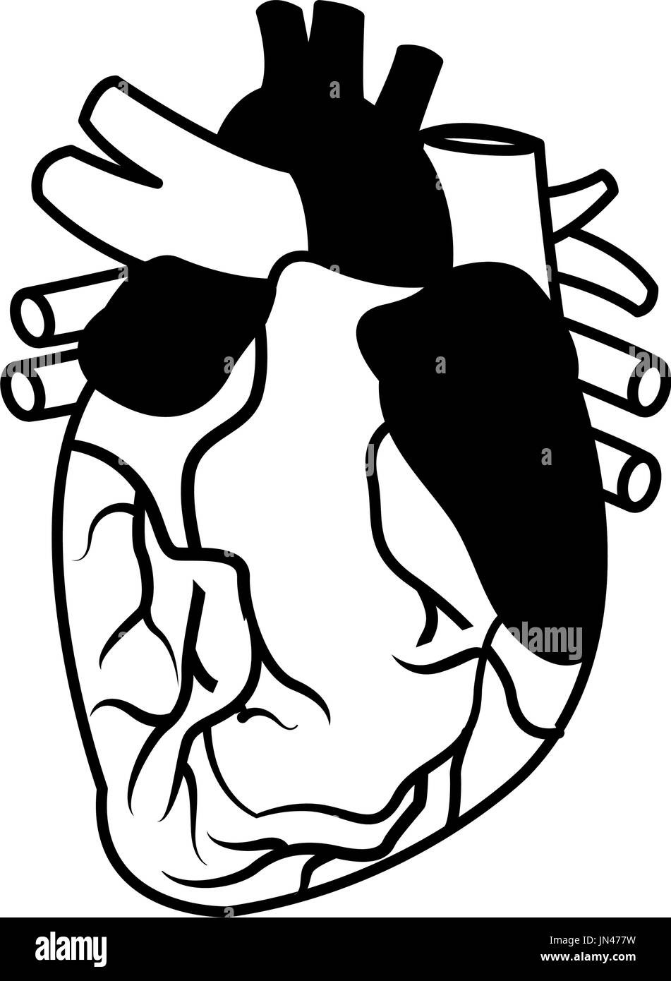 anatomy of the human heart medical Stock Vector