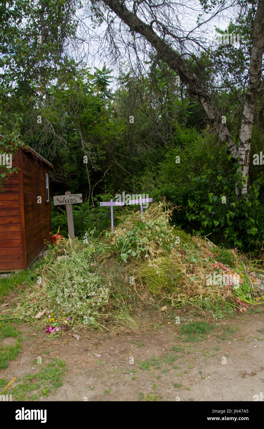 Public weed pile in community garden, Yarmouth Maine, USA Stock Photo