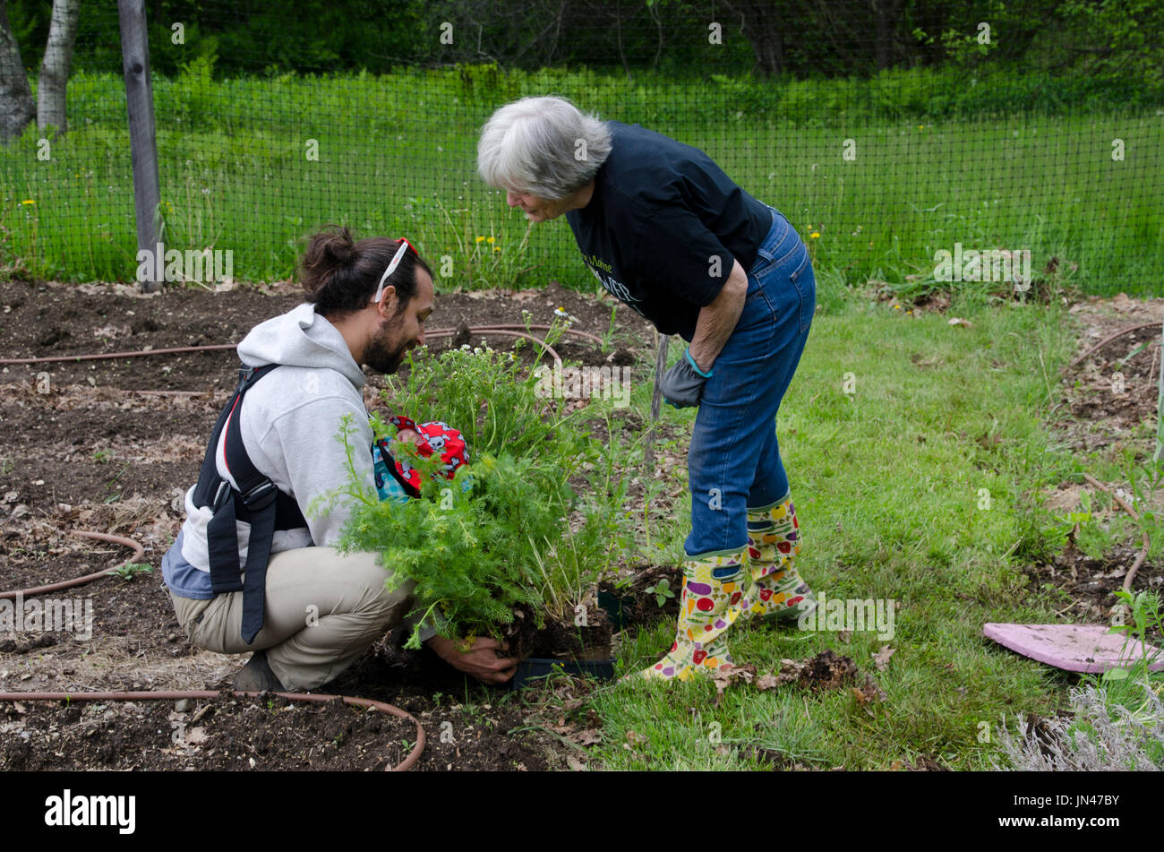 Two gardeners in Community garden planting - new father of infant and older woman work together, Maine, USA Stock Photo