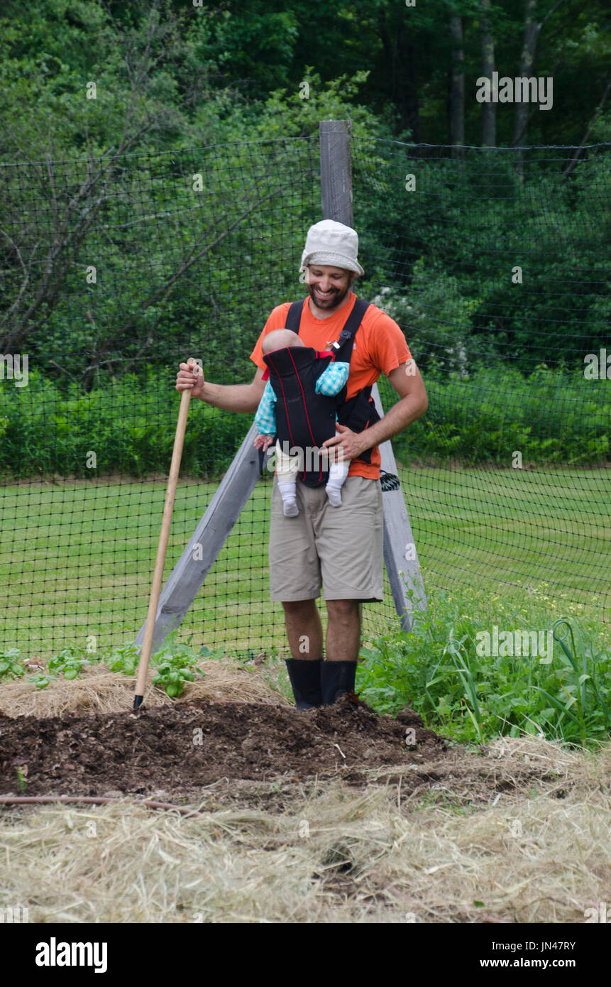 Father holding infant in front pack while hoeing in community garden, Maine, USA Stock Photo