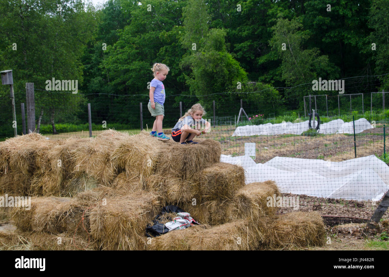 Two girls  playing on bales of hay, Yarmouth Community Garden, Maine USA Stock Photo