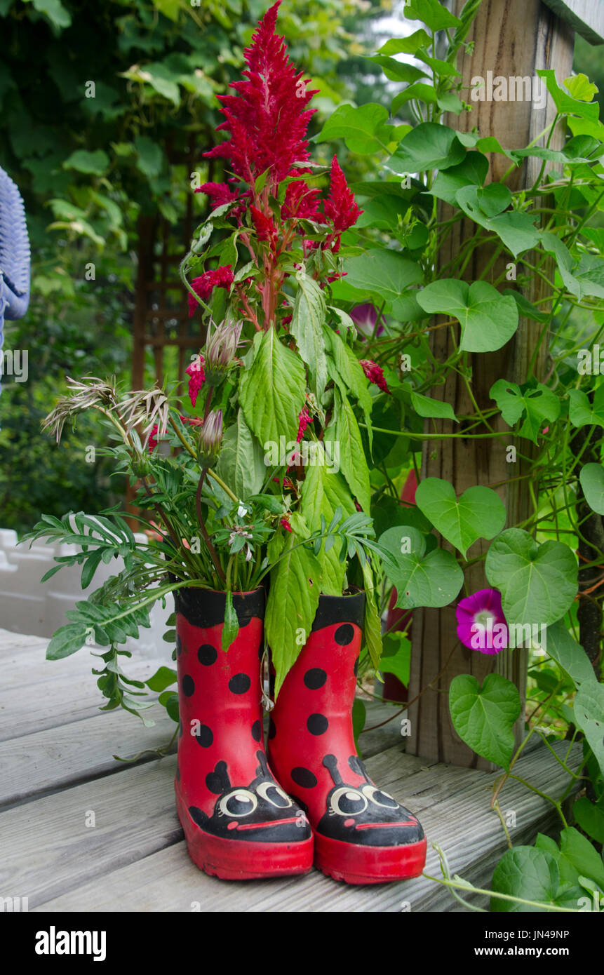 Rubber boots with red salvia plant growing inside it in community garden, Yarmouth Maine, USA Stock Photo