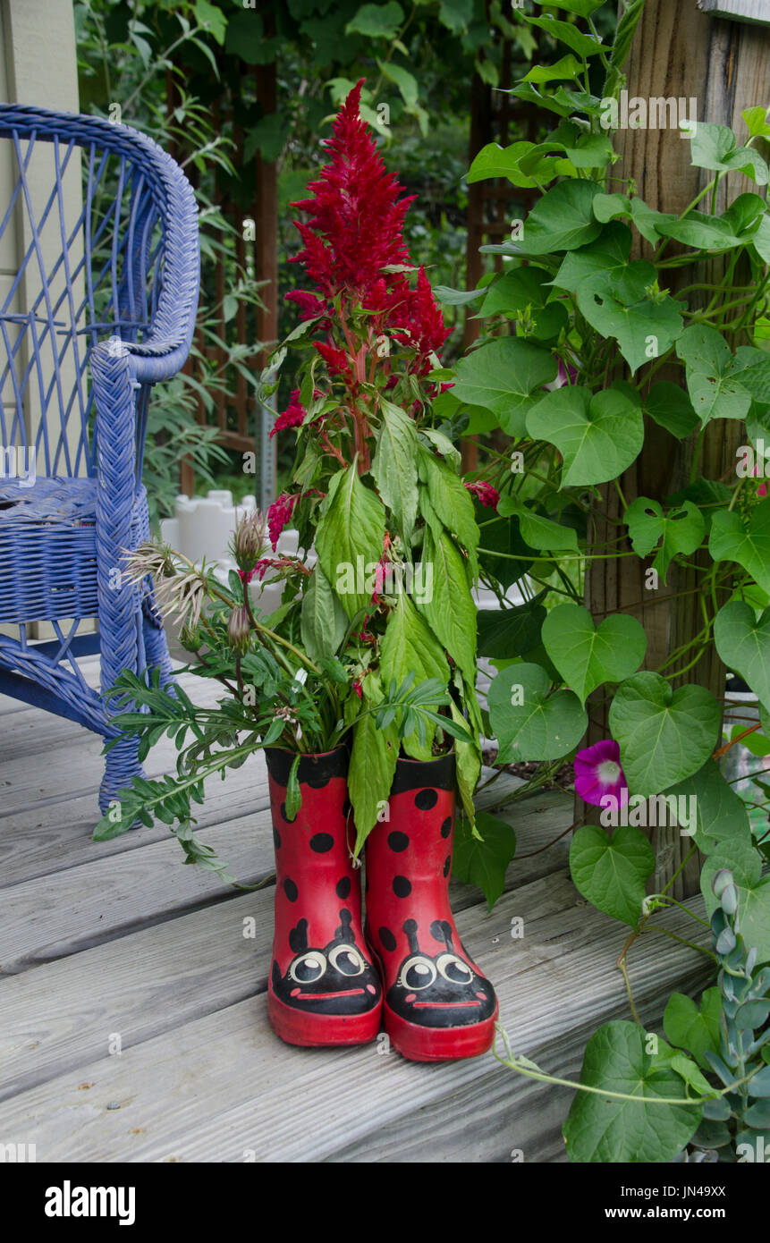 Rubber boots as unique planter for red salvia flowers in community garden, Yarmouth Maine, USA Stock Photo
