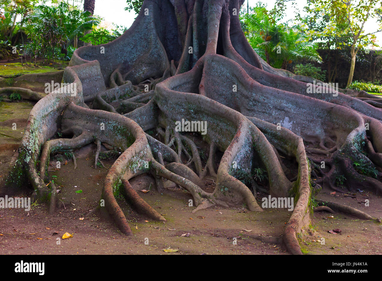 Whimsical tree roots. Large tree in the park of Sao Miguel Island ...