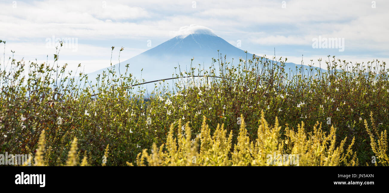 Fuji mountain with tree in foreground Stock Photo - Alamy