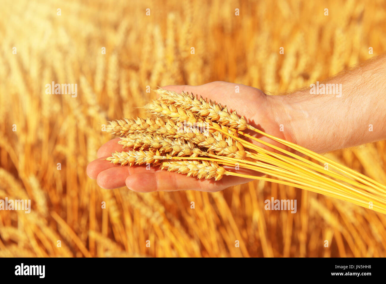 Wheat in man's hand on natural sunny background. Man hand holding