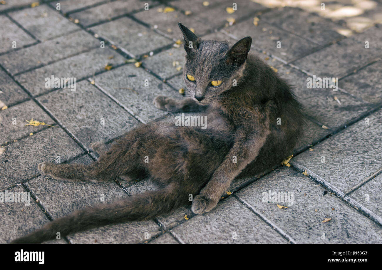 Portrait of alien cat with yellow eyes lying on a dirty pavement and watching Stock Photo