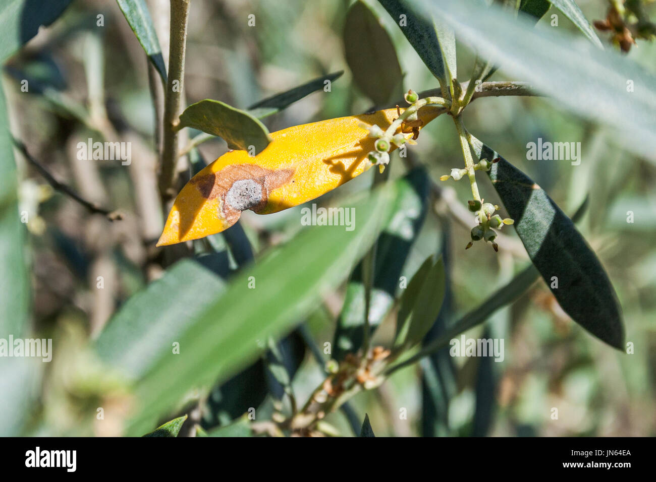 Olive tree disease hires stock photography and images Alamy