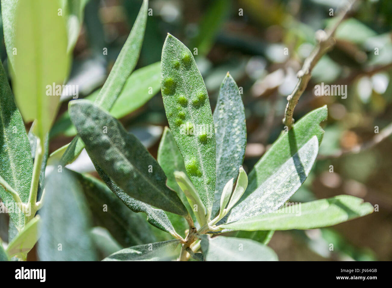 Olive trees infected by the dreaded bacteria called Xylella fastidiosa, is known in Europe as the ebola of the olive tree, Jaen, Andalucia, Spain Stock Photo