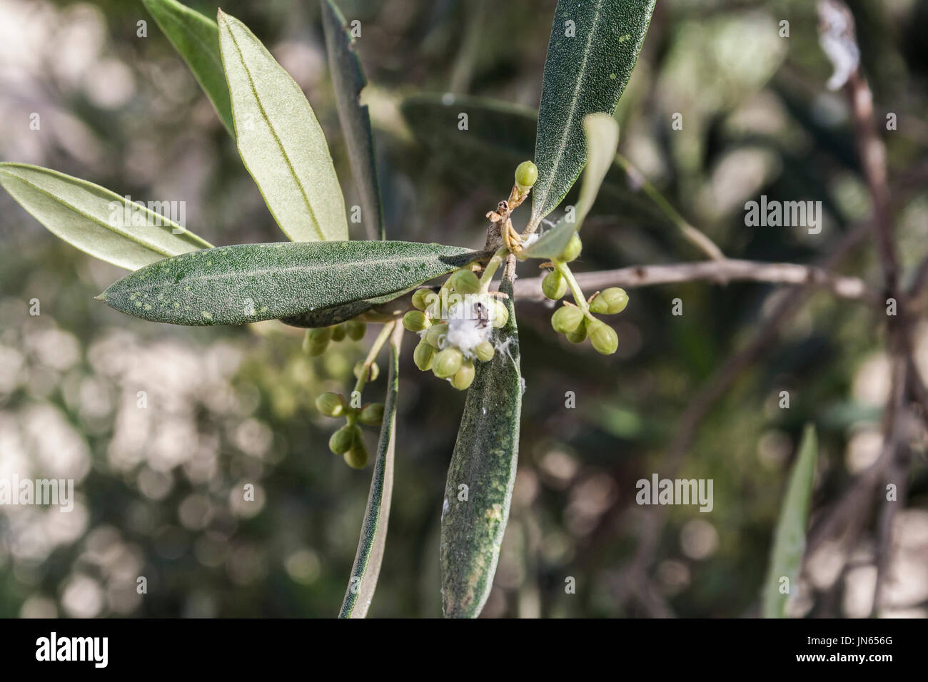 Olive trees infected by the dreaded bacteria called Xylella fastidiosa, is known in Europe as the ebola of the olive tree, Jaen, Andalucia, Spain Stock Photo