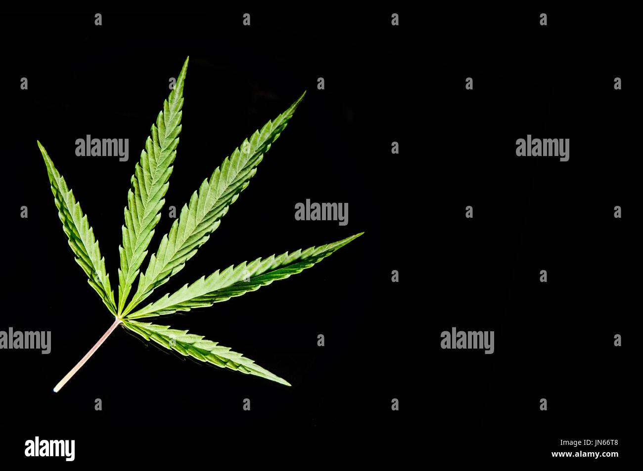 isolated single cannabis leaf on black background Stock Photo