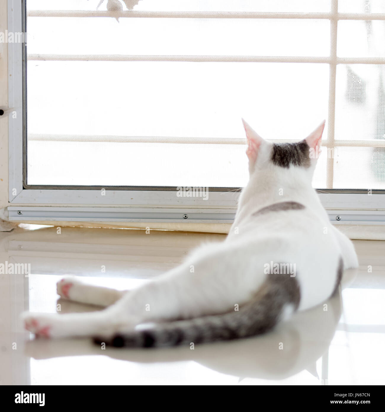 White cat is sitting on the ground Stock Photo - Alamy