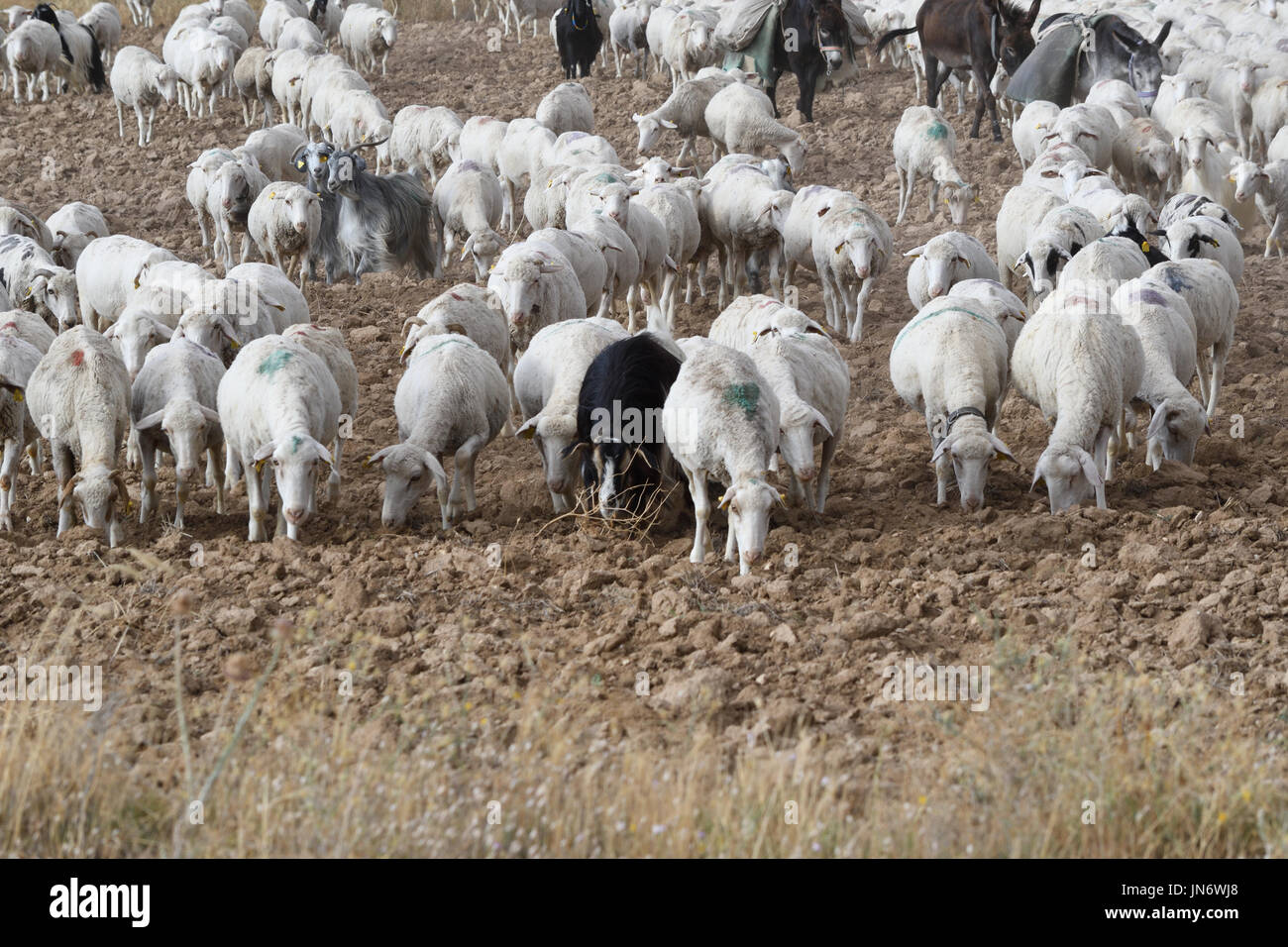 flock of sheep and goats being herded to home Stock Photo