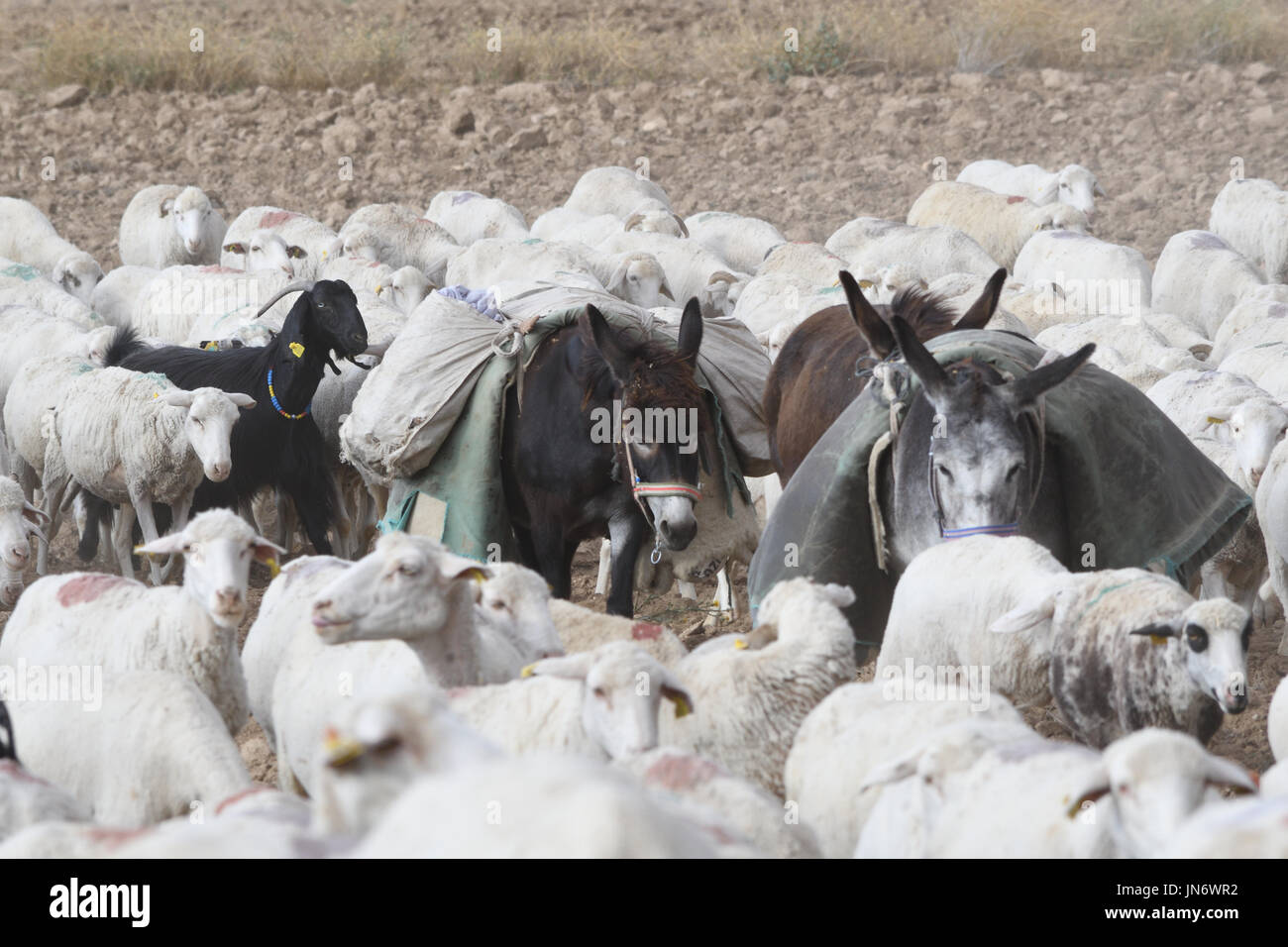 flock of sheep and goats being herded to home Stock Photo