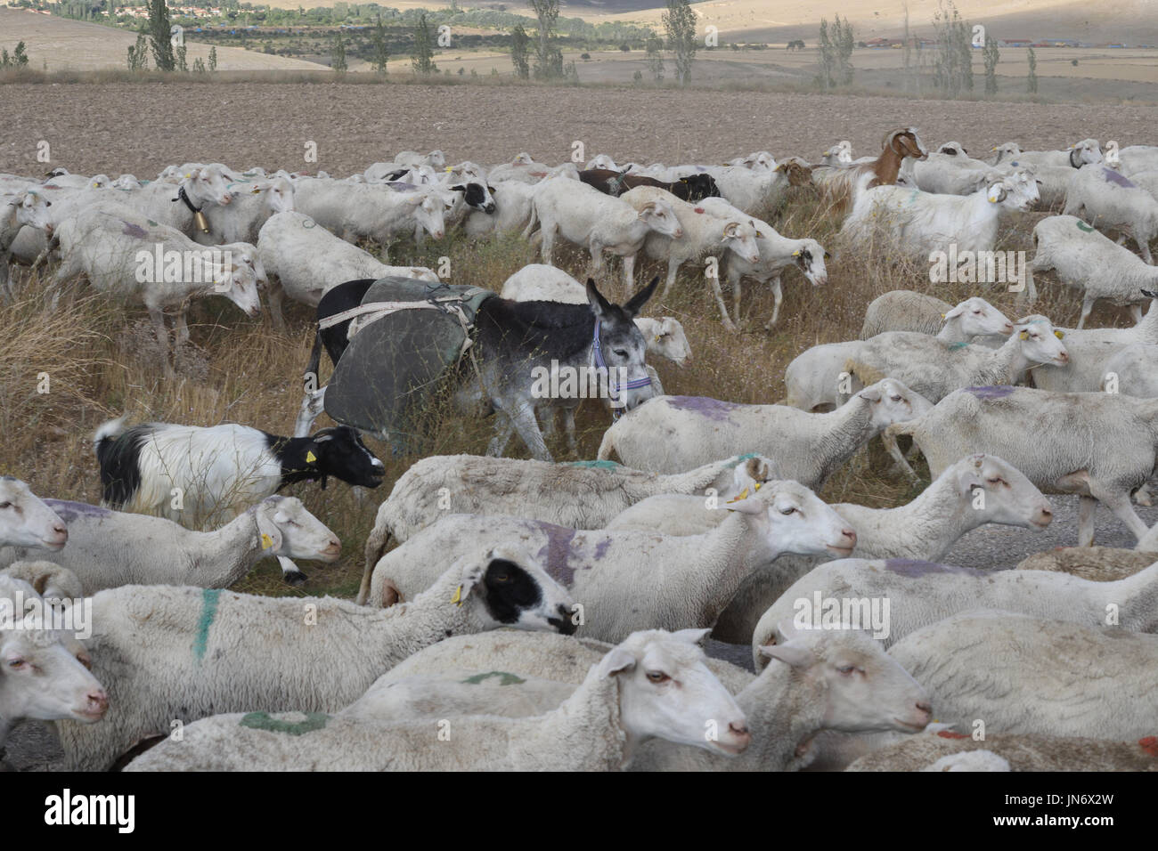 Sheep goats donkeys grazing hi-res stock photography and images - Alamy