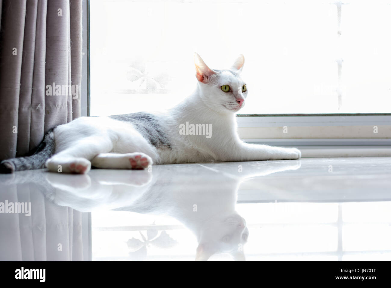 White cat is sitting on the ground Stock Photo - Alamy