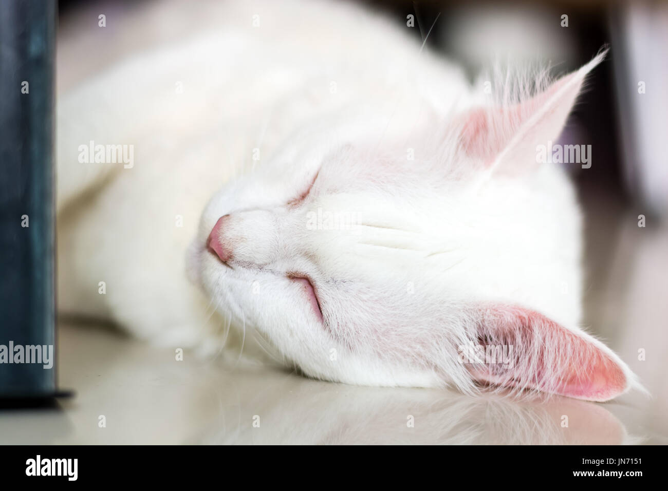 White cat sleeping on the ground Stock Photo - Alamy