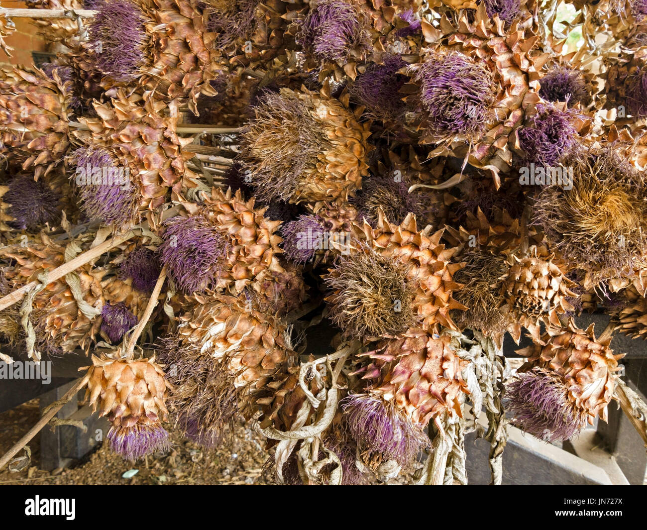Stack of dead Globe artichokes heads being dried Stock Photo