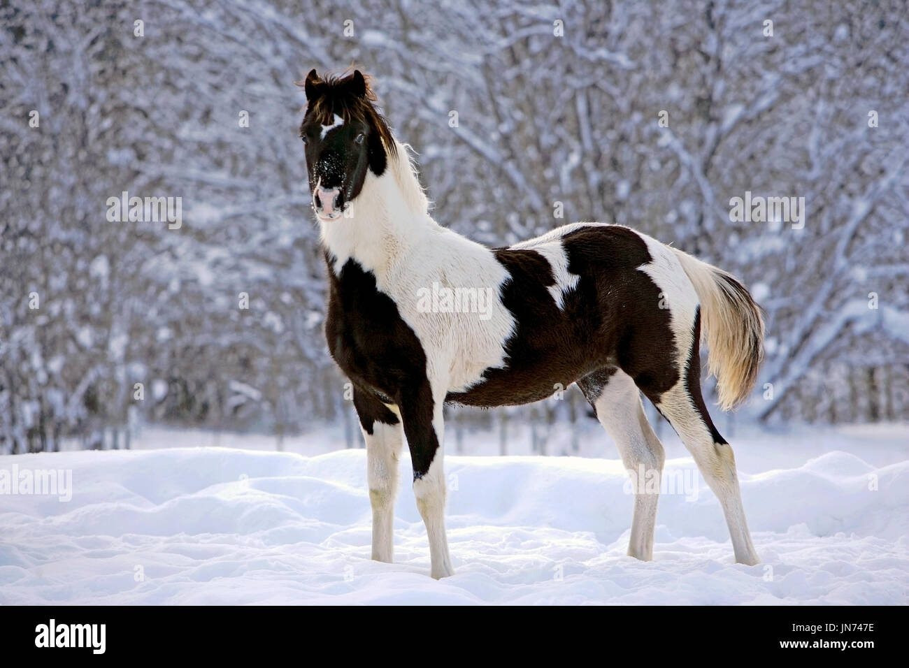 Black And White Paint Foal Standing In A Field Of Fresh Snow Stock Photo Alamy Black And White Paint Foal Standing In A Field Of Fresh Snow Stock Photo Alamy