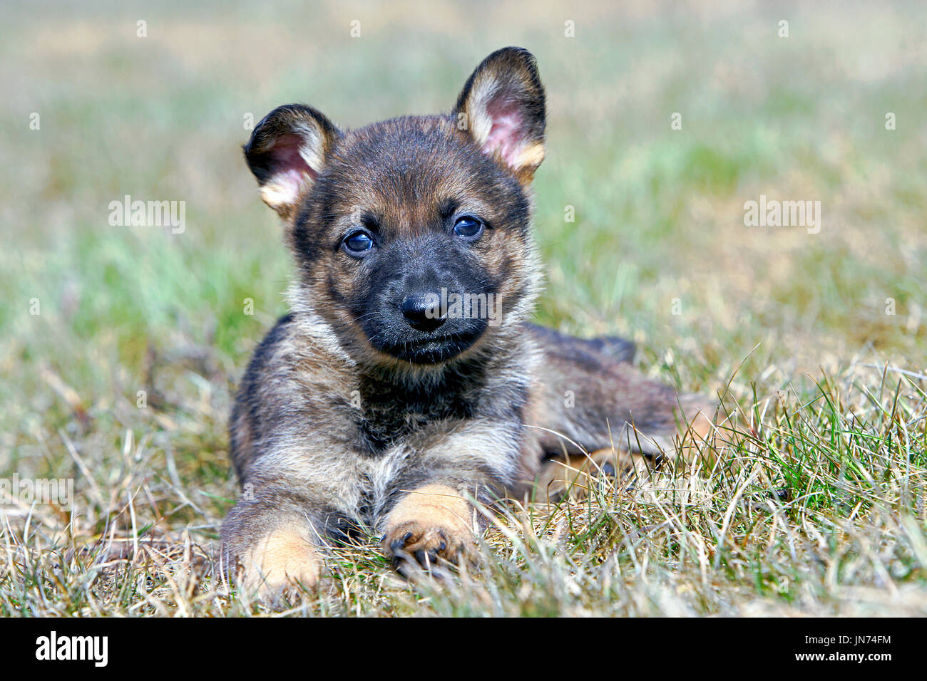 German Shepherd Puppy five weeks old, laying on grass Stock Photo