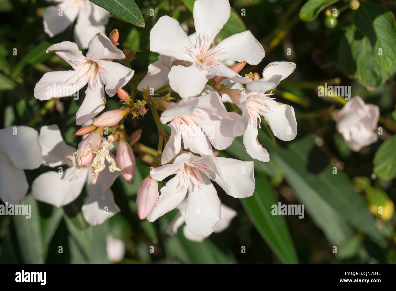 flowering Nerium oleander, oleander Stock Photo