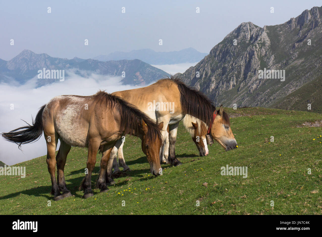 horses grazing high in the Sierra de Cuera, Asturias, Spain Stock Photo