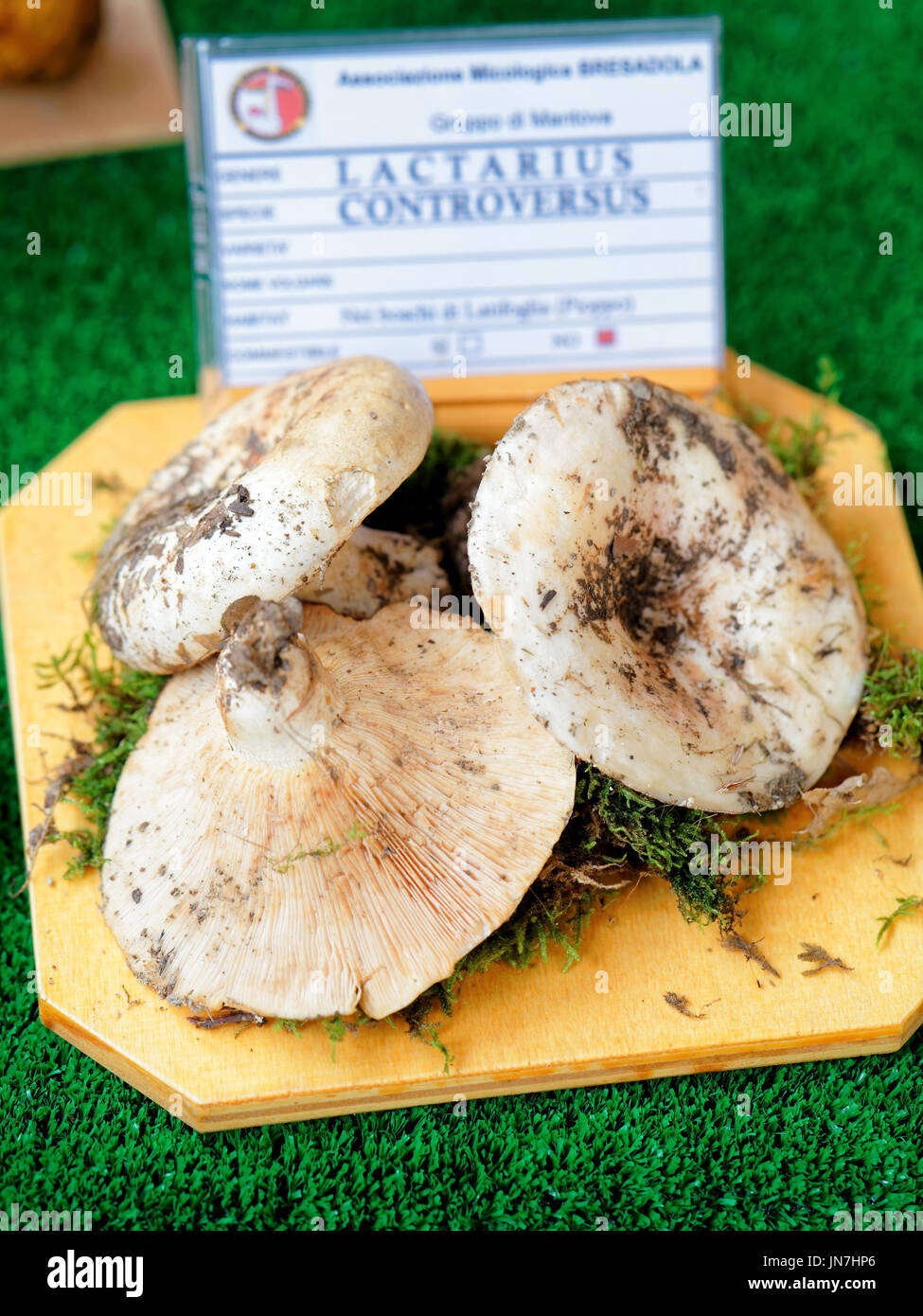 Mantua, Italy - October 22, 2016: Lactarius controversus at mycological exhibition of mushrooms in Mantua, Lombardy, Italy Stock Photo