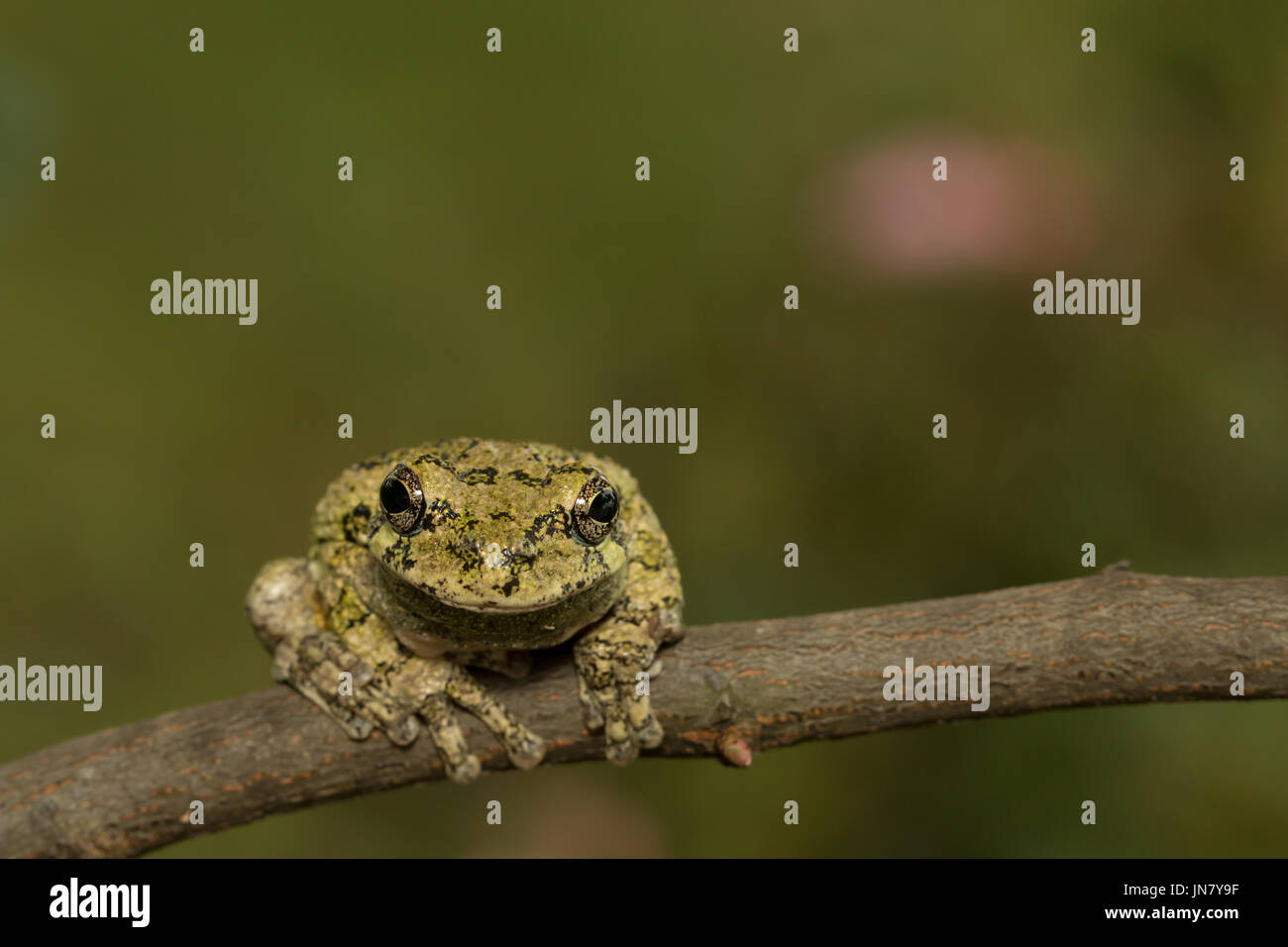 Northern gray tree frog facing forward Hyla versicolor Stock Photo