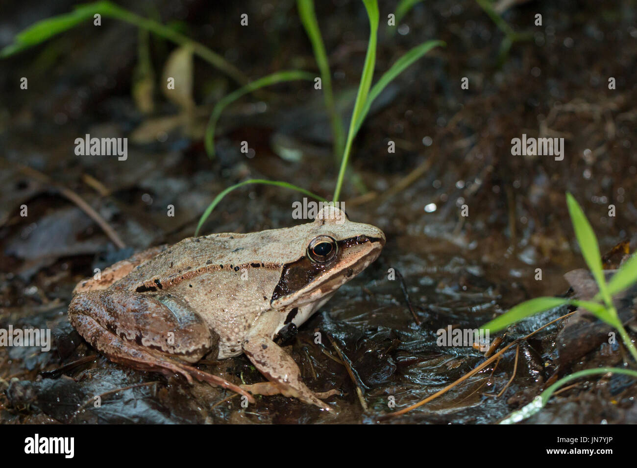 Wood frog Rana sylvatica Stock Photo Alamy