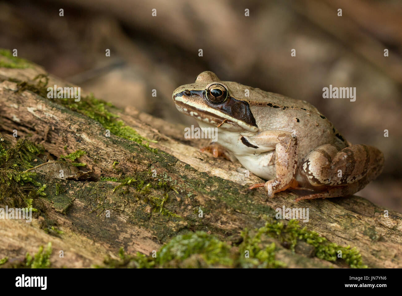 Wood frog Rana sylvatica Stock Photo Alamy