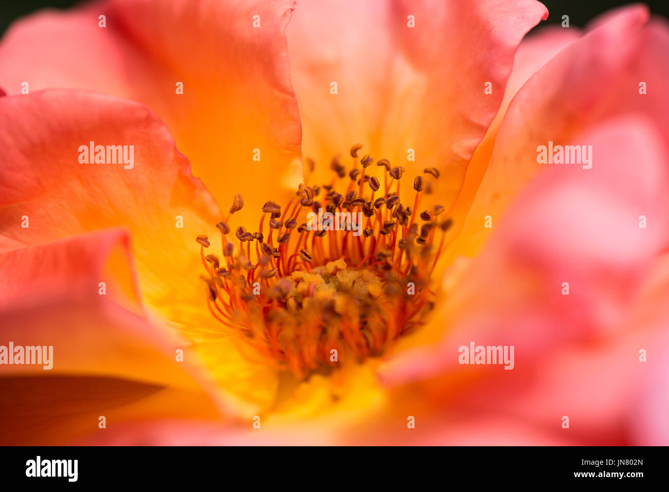 English rose flower hi-res stock photography and images - Alamy