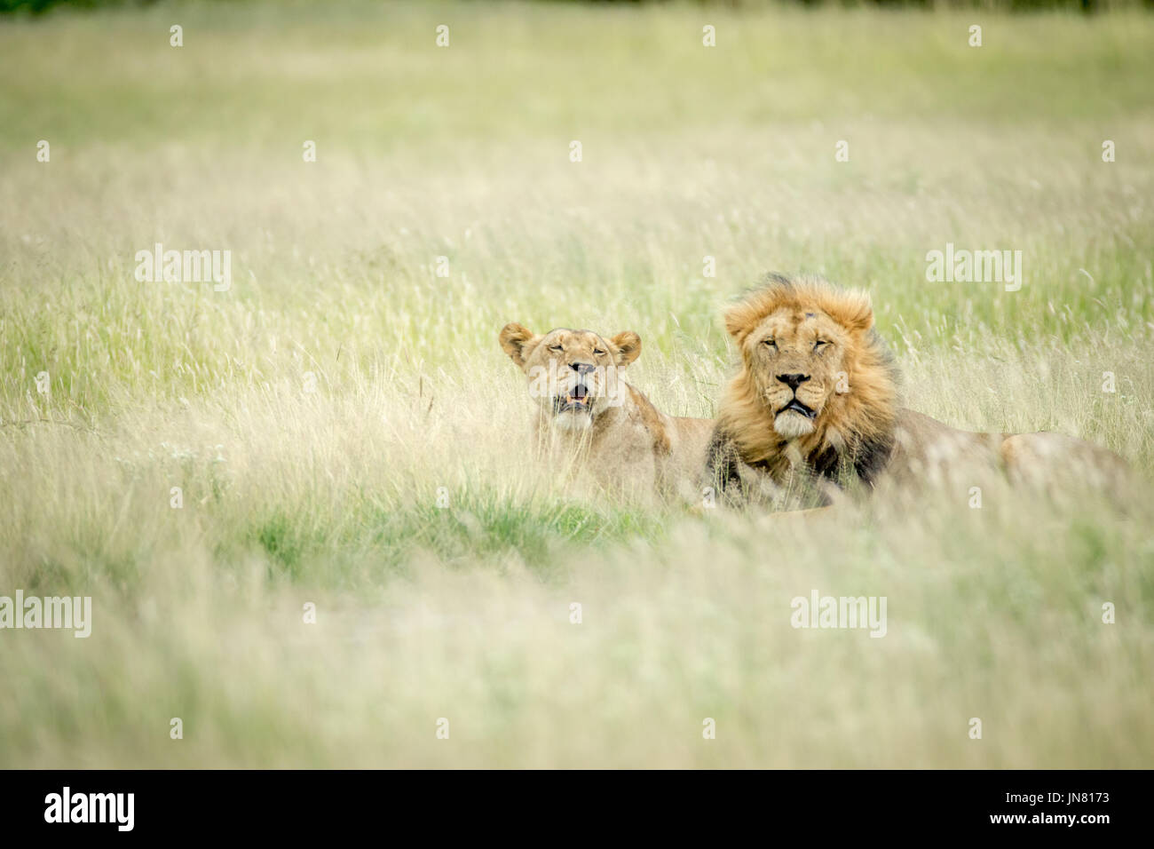 Lion mating couple in the grass in the Central Kalahari, Botswana Stock ...