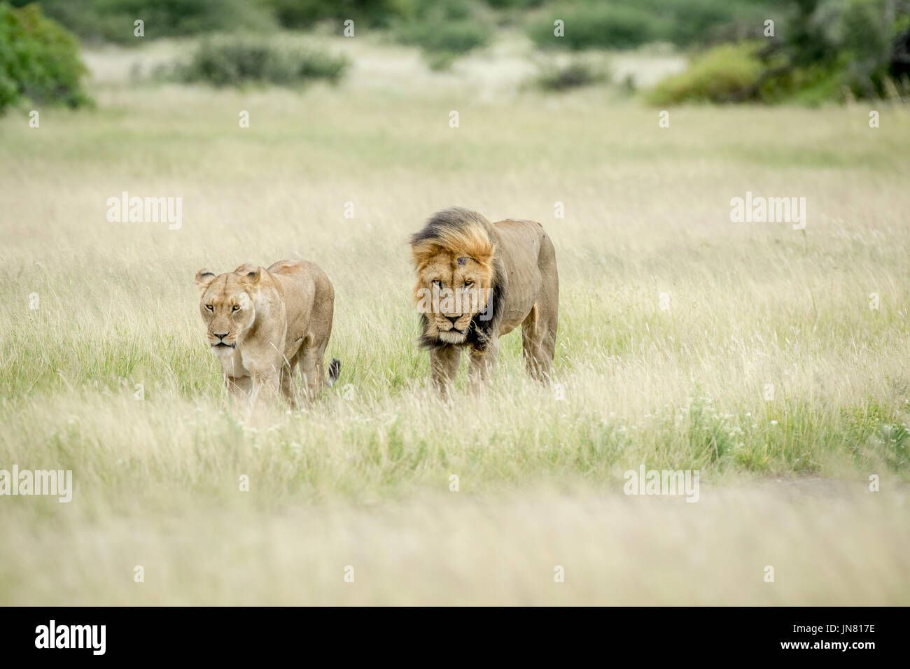 Lion mating couple in the grass in the Central Kalahari, Botswana Stock ...