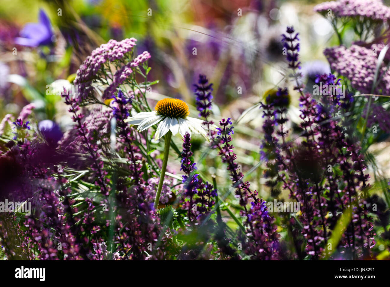Salvia and White Rudbeckia with grass blowing in the wind Stock Photo