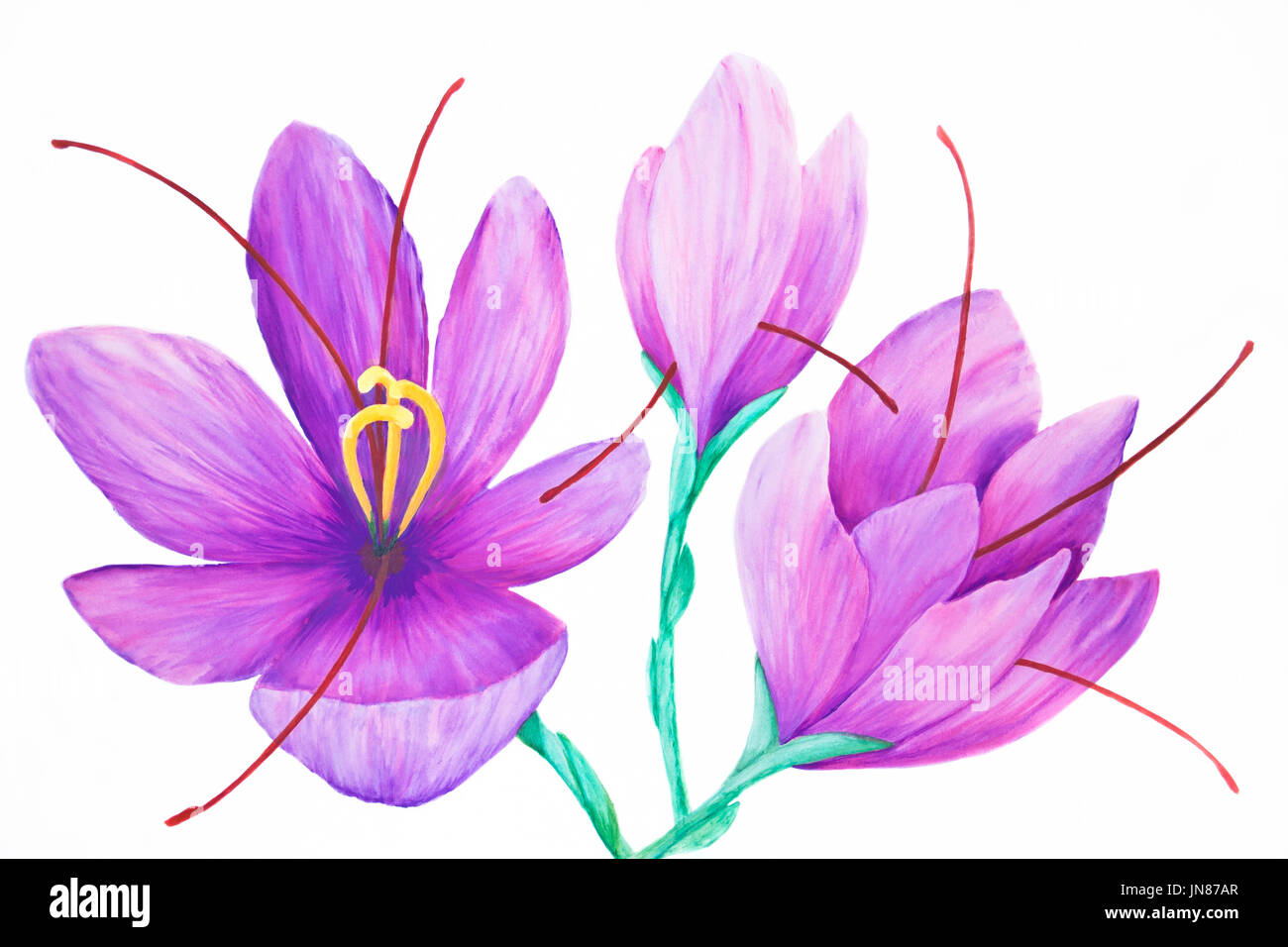 Three Six petaled Violet Color Funnel Shaped Saffron Flowers Are 
