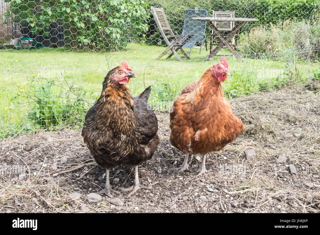Small Number Of My Backyard Chickens In My Model Released Property
