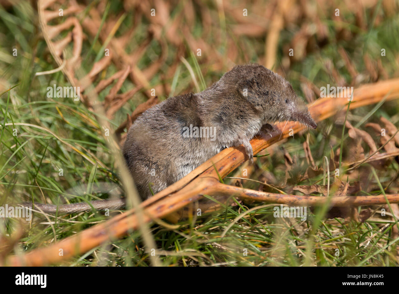 A shrew or Sorex araneus propped up on bracken at an area in Surrey hills UK. It had very recently died as warm and soft maybe dropped by a predator. Stock Photo